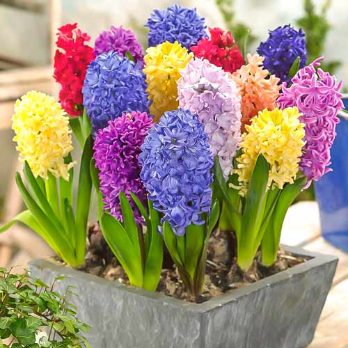 Гиацинты восточные, микс изображение 1 артикул 68057