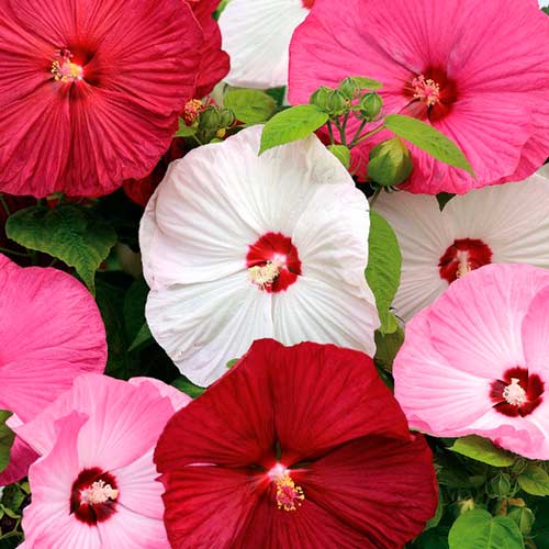 Гибискус болотный микс F1, смесь окрасок изображение 1 артикул 71317