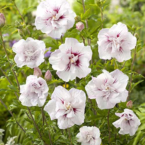 Гибискус Чайна Шифон изображение 1 артикул 77811