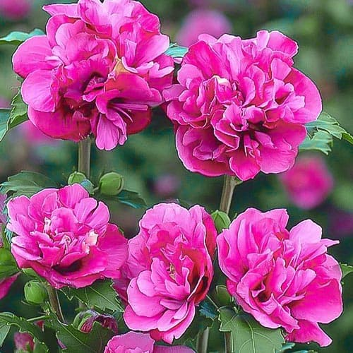 Гибискус сирийский Duc de Brabant изображение 1 артикул 9021