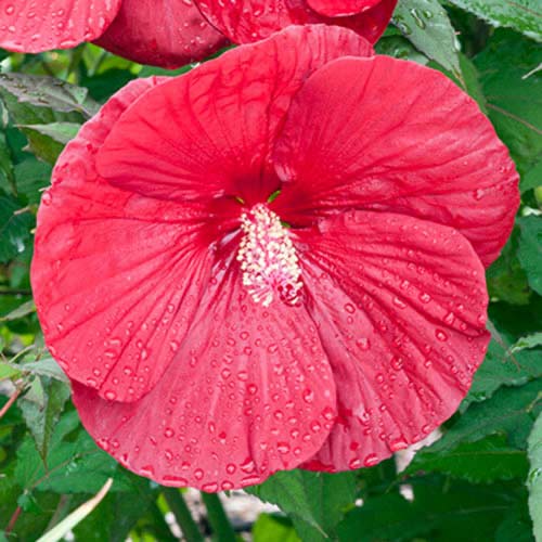 Гибискус Крэнберри Краш изображение 1 артикул 70415