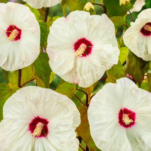 Гибискус Олд Йелла изображение 1 артикул 70416