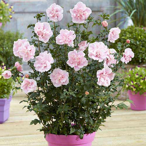 Гибискус Пинк Шифон изображение 1 артикул 76644