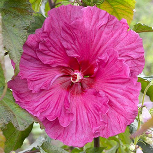 Гибискус Плам Крейзи изображение 1 артикул 70417