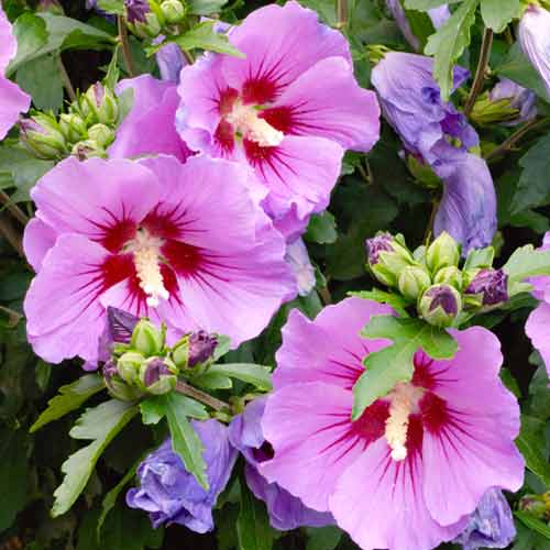 Гибискус сирийский Maike изображение 1 артикул 9667