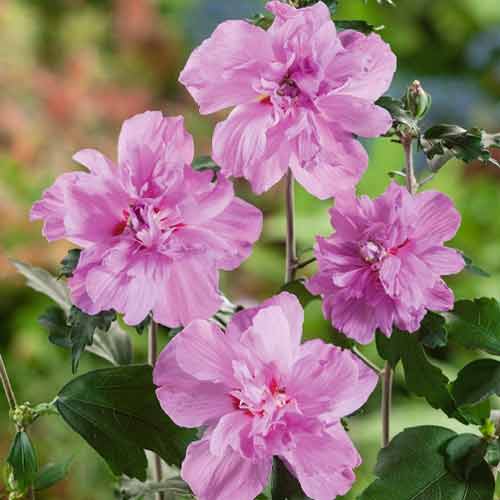 Гибискус сирийский Sanchoyo изображение 1 артикул 9668