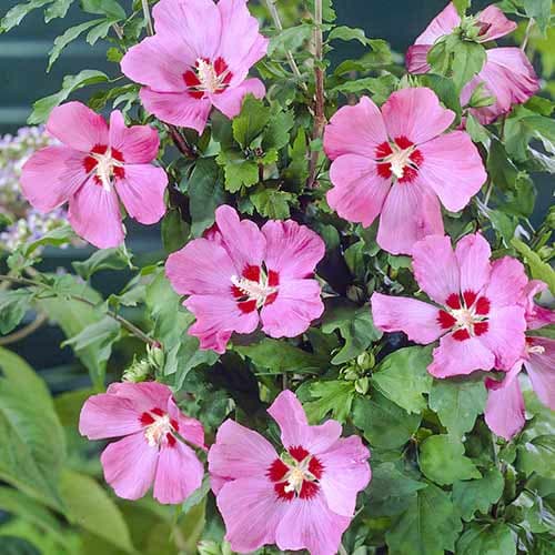 Гибискус сирийский Вудбридж изображение 1 артикул 4725