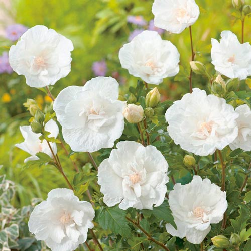 Гибискус сирийский Вайт Шифон изображение 2 артикул 9519