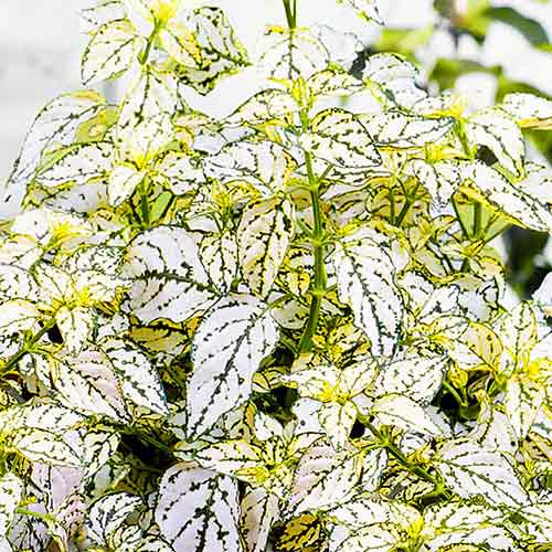 Гипоэстес Брызги Белый изображение 1 артикул 71888