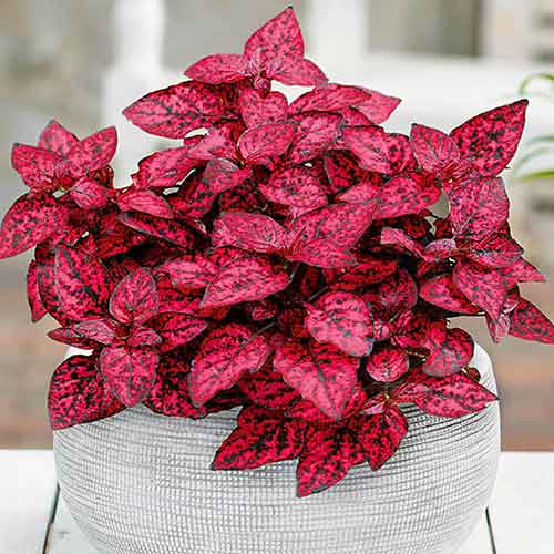 Гипоэстес Брызги Красный изображение 1 артикул 71889