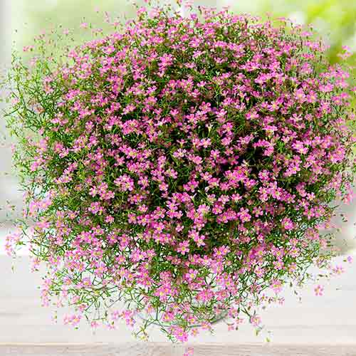 Гипсофила метельчатая Пинк изображение 1 артикул 76453