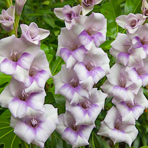 Гладиолус бамбино Кондор Паса изображение 1 артикул 70394