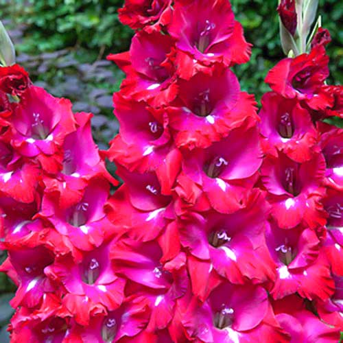 Гладиолус бамбино Сан Сиро изображение 1 артикул 70400