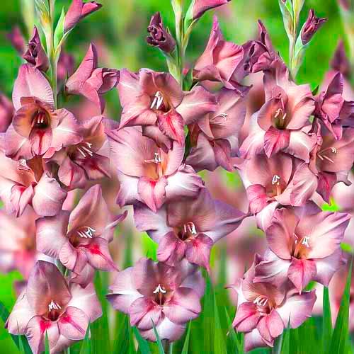 Гладиолус бамбино Торино изображение 1 артикул 70404