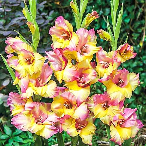 Гладиолус крупноцветковый Динамит изображение 1 артикул 76073