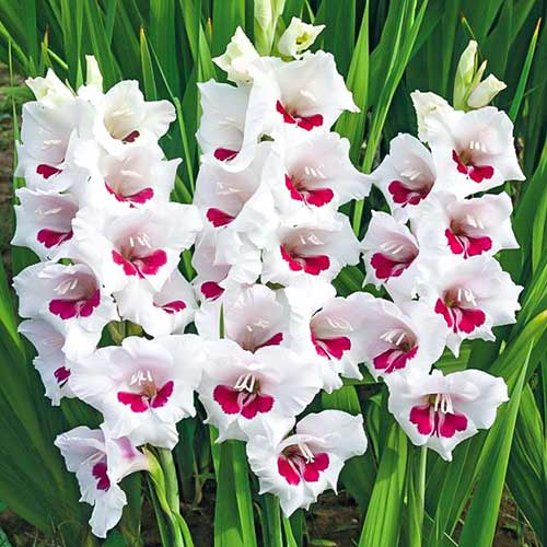 Гладиолус крупноцветковый Аякс изображение 1 артикул 76588