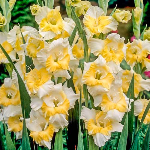 Гладиолус крупноцветковый Багги изображение 1 артикул 76442