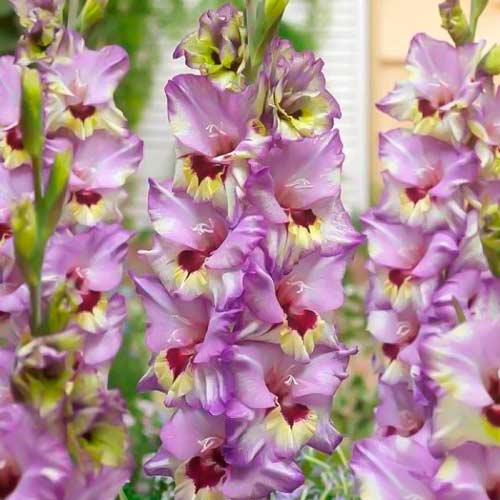 Гладиолус крупноцветковый Бонос Мемори изображение 1 артикул 76440