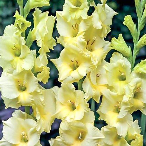 Гладиолус крупноцветковый Деббиэнн изображение 1 артикул 76590