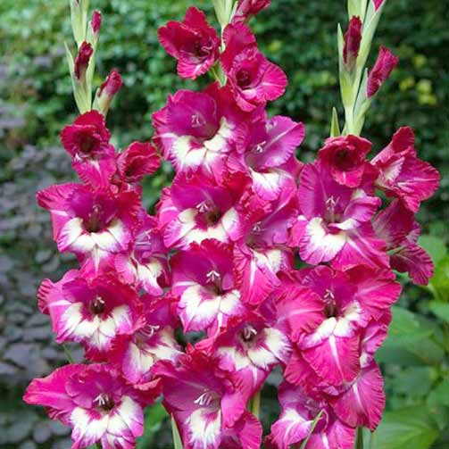 Гладиолус крупноцветковый Джо Джо изображение 1 артикул 76247