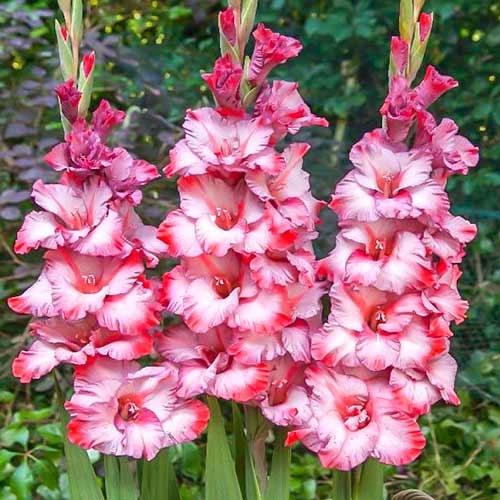 Гладиолус крупноцветковый Грейхаунд изображение 1 артикул 76662