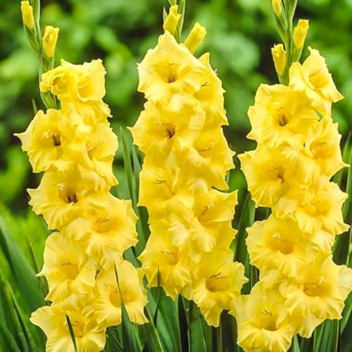Гладиолус крупноцветковый Лемон Дроп изображение 1 артикул 76076