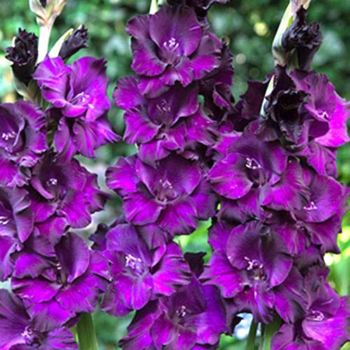 Гладиолус крупноцветковый Момбаса изображение 1 артикул 70398