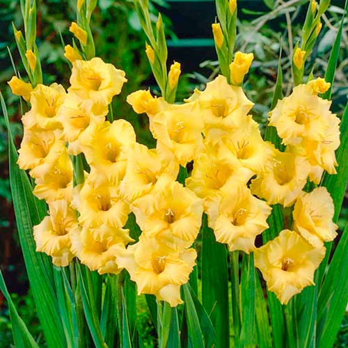 Гладиолус крупноцветковый Нова Люкс изображение 1 артикул 76447