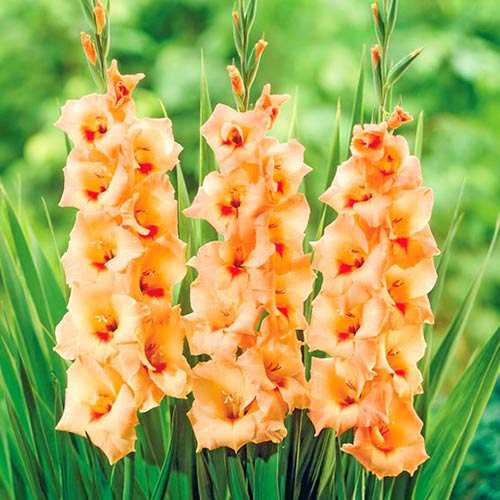 Гладиолус крупноцветковый Овация изображение 1 артикул 76591