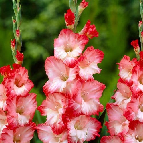 Гладиолус крупноцветковый Пинк Леди изображение 1 артикул 76253