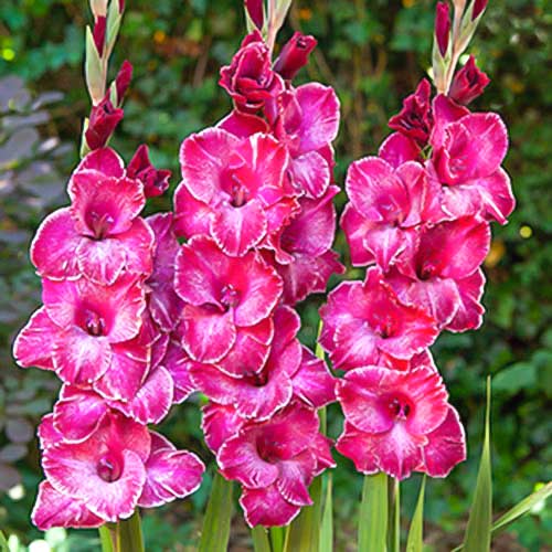 Гладиолус крупноцветковый Раста Принт изображение 1 артикул 70399