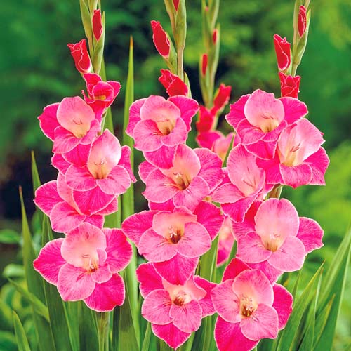 Гладиолус крупноцветковый Сильвана изображение 1 артикул 76592