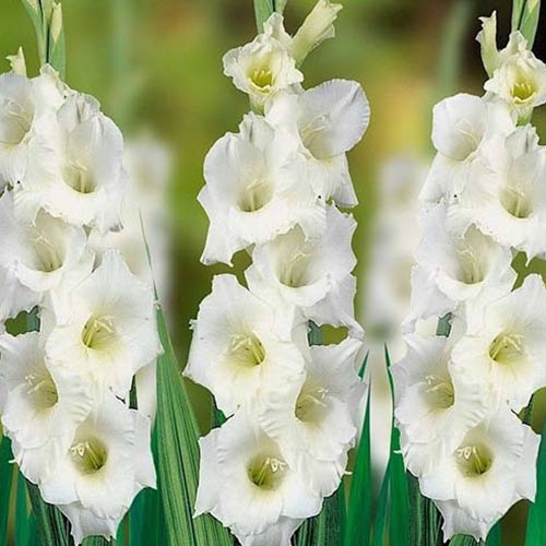 Гладиолус крупноцветковый Вайт Френдшип изображение 1 артикул 76589