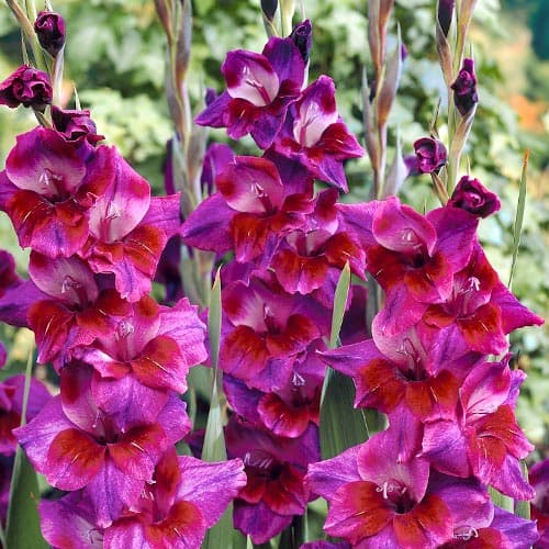 Гладиолус крупноцветковый Вельвет Айз изображение 1 артикул 76087