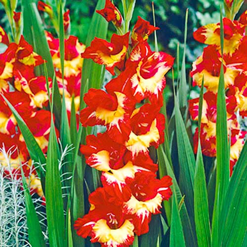 Гладиолус крупноцветковый Стерео изображение 1 артикул 70403