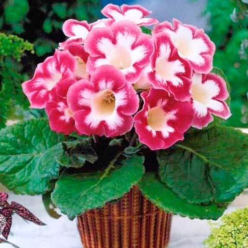 Глоксиния Бланш де Меру изображение 1 артикул 76259