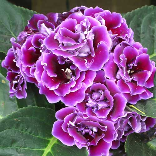 Глоксиния Брокэйд фиолетовая с каймой F1 изображение 1 артикул 71438