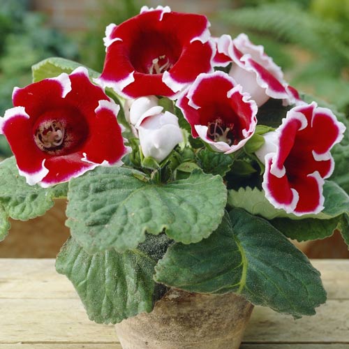 Глоксиния Кайзер Фридрих изображение 1 артикул 76090