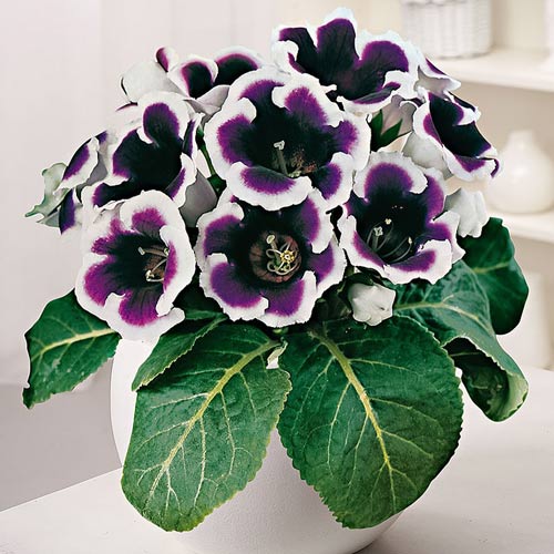 Глоксиния Кайзер Вильгельм изображение 1 артикул 76091