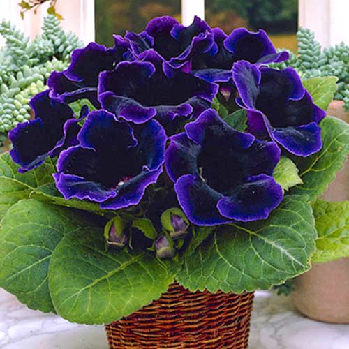 Глоксиния Виолацея изображение 1 артикул 70408
