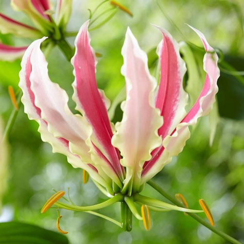 Глориоза Спаркинг Джип изображение 1 артикул 76089