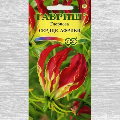 Глориоза великолепная Сердце Африки изображение 1 артикул 73728