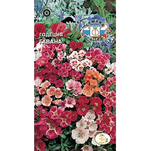 Годеция Гавана, смесь окрасок изображение 1 артикул 93755