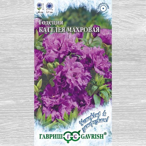 Годеция Каттлея махровая артикул фото 1 Годеция Каттлея махровая изображение 1 артикул 83193