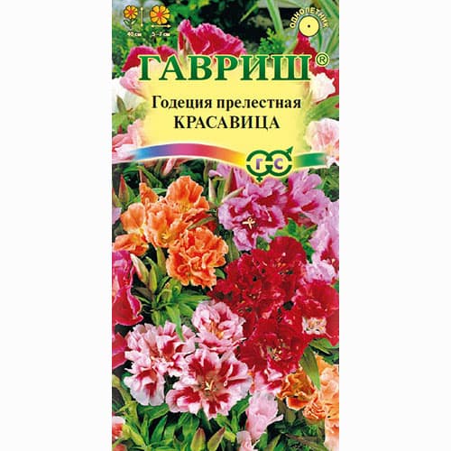 Годеция махровая Красавица. смесь окрасок Гавриш изображение 1 артикул 66062