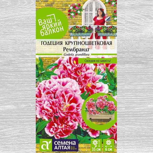 Годеция крупноцветковая Рембрандт изображение 1 артикул 78308