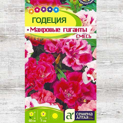 Годеция Махровые гиганты, смесь окрасок артикул фото 1 Годеция Махровые гиганты, смесь окрасок изображение 1 артикул 81664