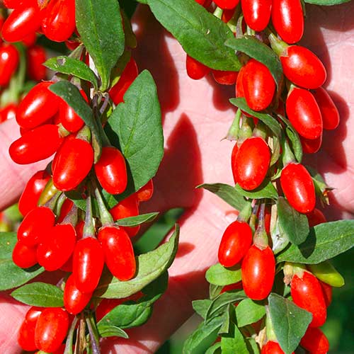 Годжи Корен Биг изображение 1 артикул 9321