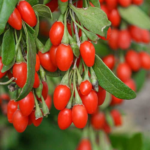 Годжи Нью Биг изображение 1 артикул 9322