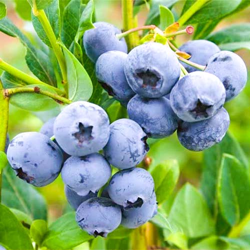 Голубика Блю Берри изображение 1 артикул 9213